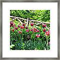 Central Park Tulips Framed Print