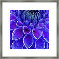 Centre Of Blue And Purple Dahlia Flower Framed Print
