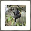 Chacma Baboon, Eating A Wild Fruit, Moremi Game Reserve, Botswana Framed Print