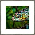 Chameleon On Tree Framed Print