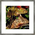 Chameleons Framed Print