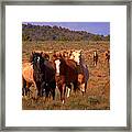 Charge Of The Mustangs Framed Print