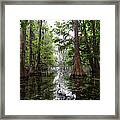 Charleston Swamp Framed Print