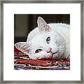 Charlie The White Pussy Cat Framed Print