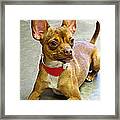 Charm Personality And Good Looks Framed Print