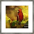 Cheery Red Cardinal Framed Print