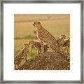 Cheetah Acinonyx Jubatus Mother And Framed Print