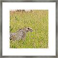 Cheetah And Safari Car At Masai Mara Framed Print