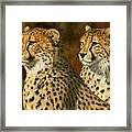 Cheetah Brothers Framed Print