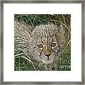 Cheetah Cub Framed Print