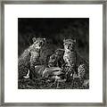 Cheetah Cubs Framed Print