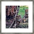Cheetah Cubs Framed Print