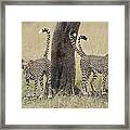 Cheetah Males Marking Tree Kenya Framed Print