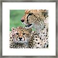 Cheetah Mother And Cub Framed Print