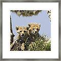 Cheetah Mother And Cubs Maasai Mara Framed Print