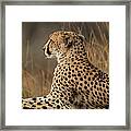 Cheetah South Africa Framed Print