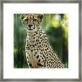 Cheetah Spots Framed Print