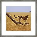 Cheetah Standing On Dead Tree Framed Print