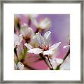 Cherry Blossom Flower Framed Print