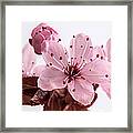 Cherry Blossom Framed Print