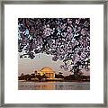 Cherry Blossom Tree With A Memorial Framed Print