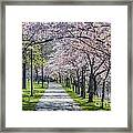 Cherry Blossom Walk Framed Print