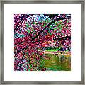 Cherry Blossom Walk Tidal Basin At 17th Street Framed Print