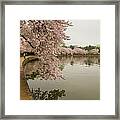 Cherry Blossoms Along The Tidal Basin Framed Print
