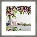 Cherry Blossoms And The Jefferson Memorial Panorama Framed Print
