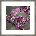 Cherry Blossoms Framed Print