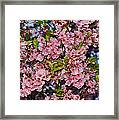 Cherry Blossoms In Our Nation's Capital Framed Print