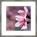Cherry Blossoms Framed Print