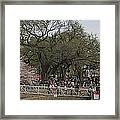 Cherry Blossoms - Panorama - Washington Dc - 01132 Framed Print