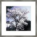 Cherry Blossoms Tree Framed Print
