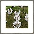 Cherry Blossoms - Washington Dc - 0113117 Framed Print