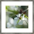 Cherry Blossom. Sunny Day Framed Print