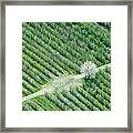 Cherry Tree Framed Print