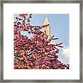 Cherry Trees And Washington Monument One Framed Print