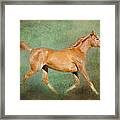 Chestnut Arabian Horse Trotting Framed Print by Michelle Wrighton