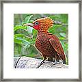 Chestnut-colored Woodpecker Framed Print