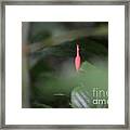 Chick Of Paradise Framed Print