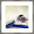 Chickadee At Work Framed Print