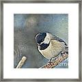Chickadee With Texture Framed Print