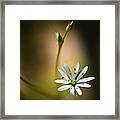 Chickweed Blossom And Bud Framed Print