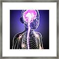 Child's Central Nervous System Framed Print