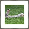 Chillin In The Shade Framed Print