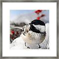 Chilly Chickadee Framed Print