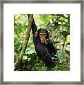 Chimpanzee Baby On Liana Gombe Stream Framed Print