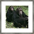 Chimpanzee Grooming Another Gombe Stream Framed Print