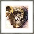 Chimpanzee Framed Print